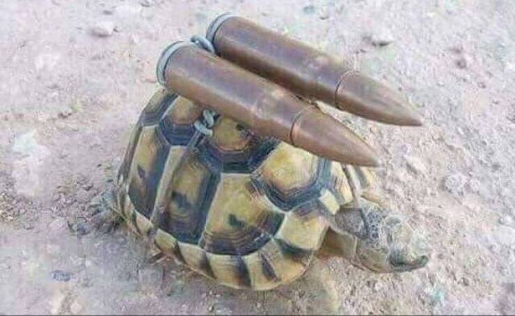 random cool pics - tactical assault turtle