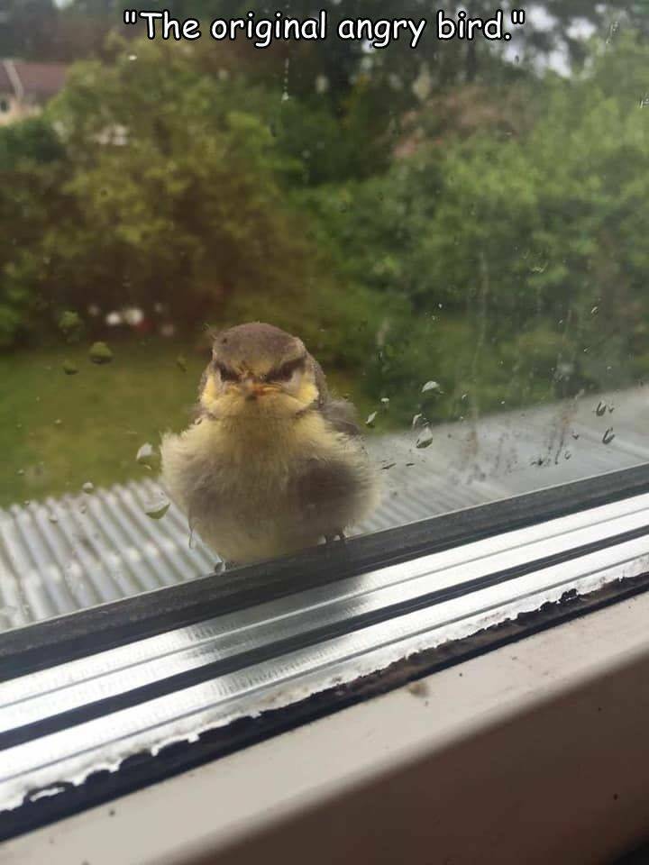 random cool pics - bird landed on my window - "The original angry bird."