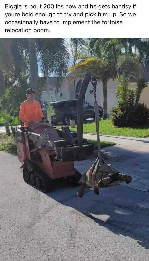 cool random pics for your daily dose - asphalt - Biggie is bout 200 lbs now and he gets handsy if youre bold enough to try and pick him up. So we occasionally have to implement the tortoise relocation boom.