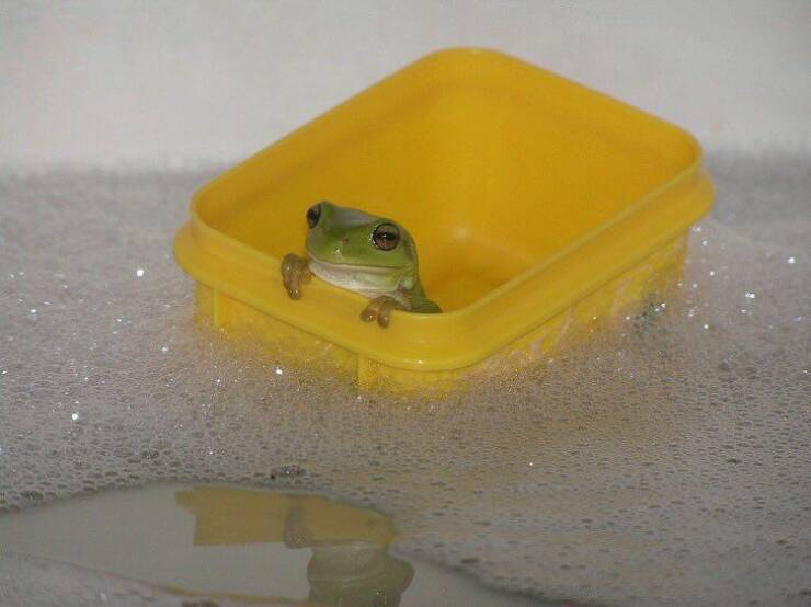 daily dose of randoms - frog in bath