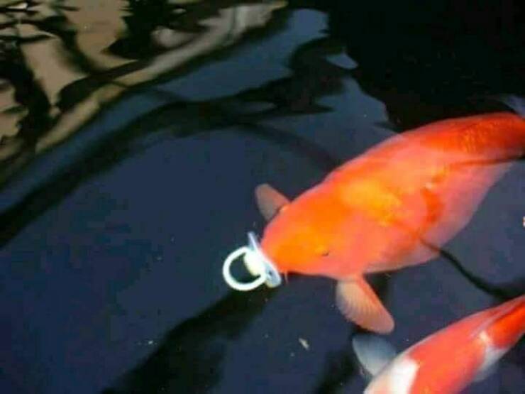 carp with pacifier