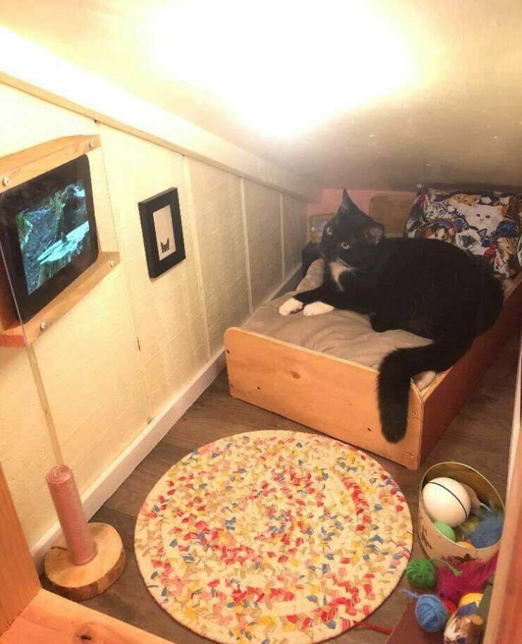 cat bedroom