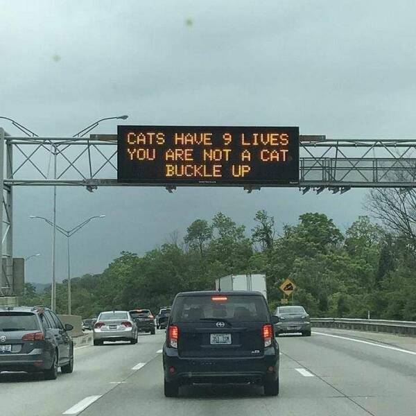 random pics - lane - 20 Cats Have 9 Lives You Are Not A Cat Buckle Up 148759 4 345