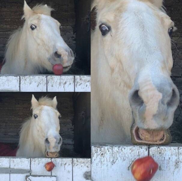 random pics - horse dropping apple