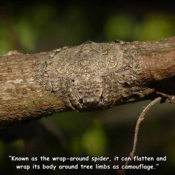 daily dose of randoms - dolophones conifera - "Known as the wraparound spider, it can flatten and wrap its body around tree limbs as camouflage."