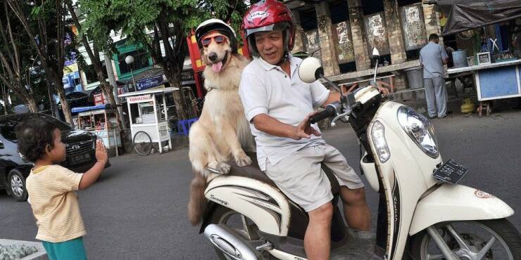 daily dose of pics and memes - indonesia dogs on scootere - Verifis
