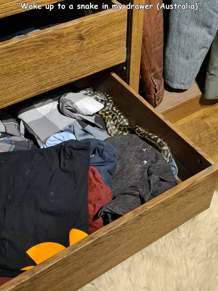 daily dose of pics and memes - table - "Woke up to a snake in my drawer Australia"