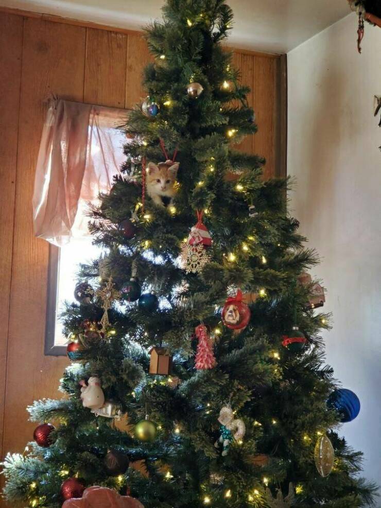 daily dose of pics and memes - christmas tree