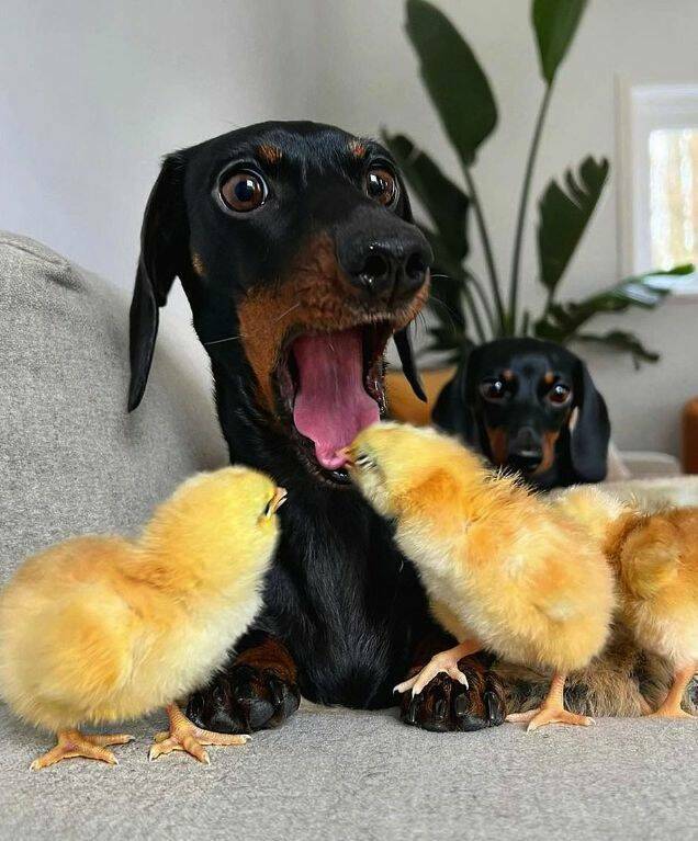 daily dose of pics and memes - dachshund chick tongue