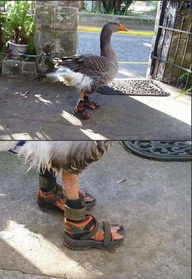 cool random photos - goose in sandals