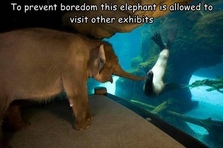 cool random pics - oregon zoo elephant sea lion - To prevent boredom this elephant is allowed to visit other exhibits