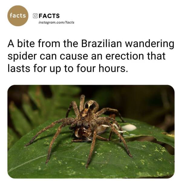 fun random pics -  fauna - facts Facts instagram.comfacts A bite from the Brazilian wandering spider can cause an erection that lasts for up to four hours.