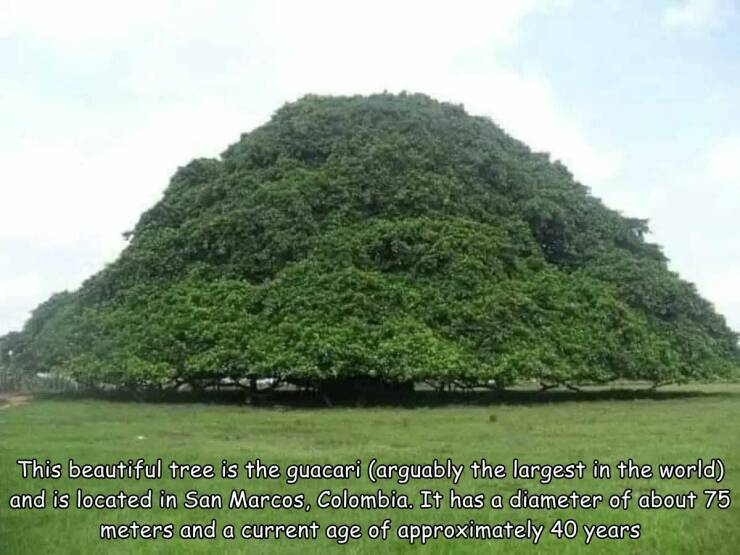 fun random pics -  This beautiful tree is the guacari arguably the largest in the world and is located in San Marcos, Colombia. It has a diameter of about 75 meters and a current age of approximately 40 years