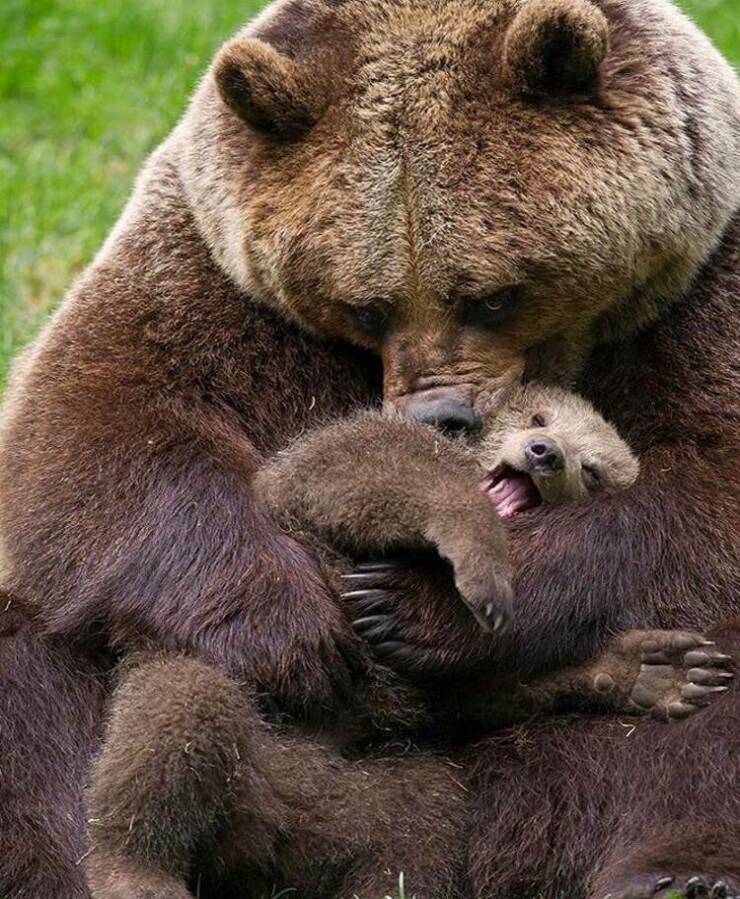 fun random pics -  mama bear kissing baby bear - 2