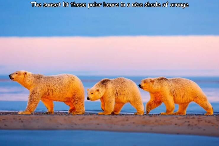 cool random pics - polar bear during sunset - The sunset lit these polar bears in a nice shade of orange