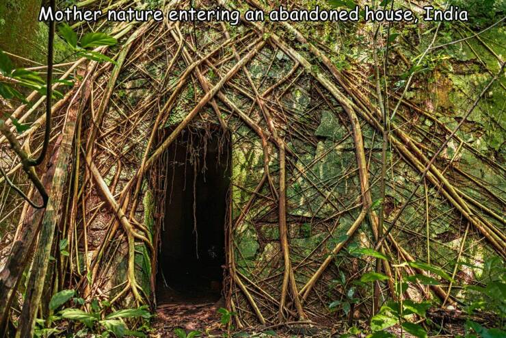 cool random photos - award winning nature photography of 2021 - Mother nature entering an abandoned house, India