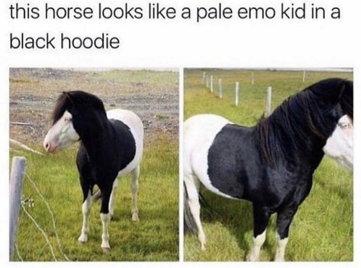 cool random photos - emo horse meme - this horse looks a pale emo kid in a black hoodie