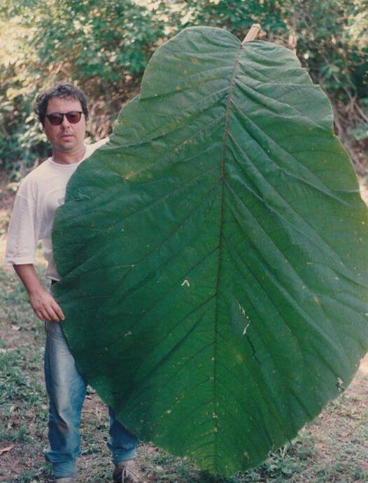 cool random photos - cocoba gigantifolia