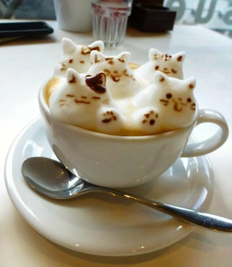 cool random photos - coffee art cats
