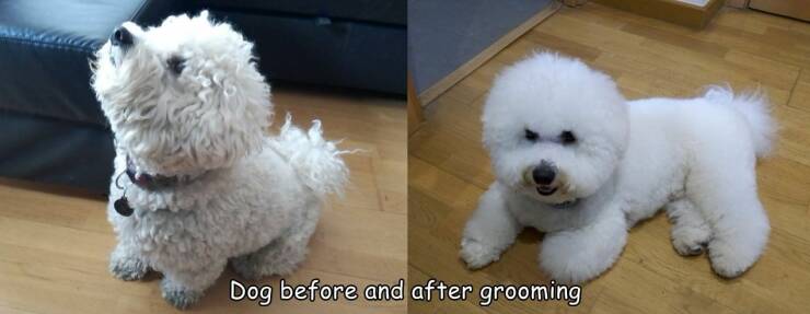 cool pics - dog - Dog before and after grooming