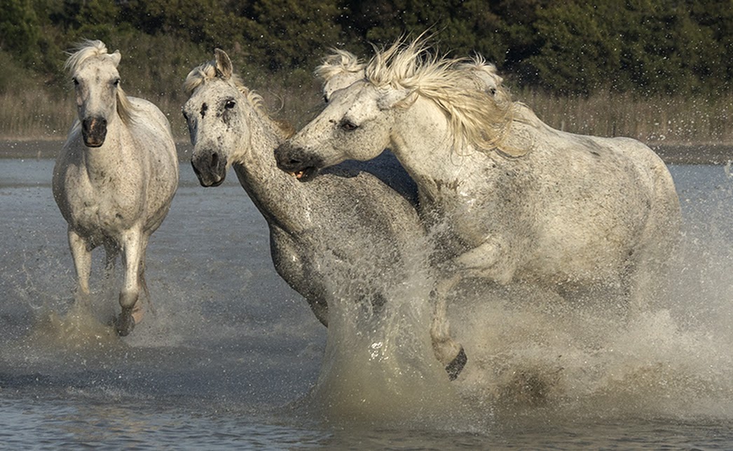 Horses representing strength. Amazing picture.