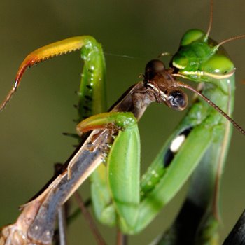 16% of sexual encounters between praying mantises include the female eating the male's head during sex.