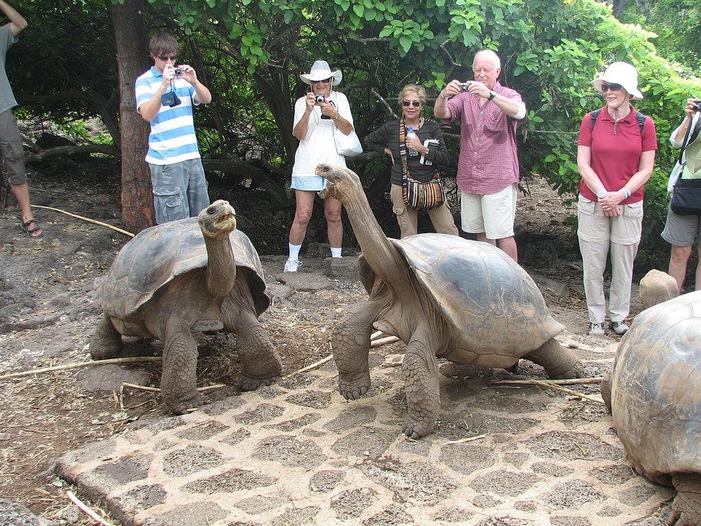 Competition between male Galapagos giant tortoises over female affection consists solely of a height contest. The shorter male walks away sexually frustrated while the taller male will nip at the female's legs until she retracts them, rendering her immobile/mate-able.