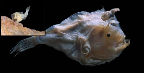 The female anglerfish absorbs the mating male anglerfish into her body.