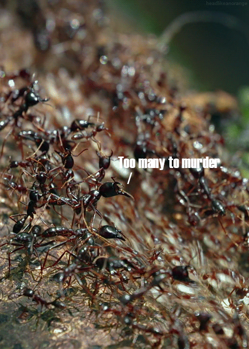 Worker ants are all female, but the queen ant needs sperm from a male to make another queen, so when it's time for a new queen she'll birth so many male ants that the females can't kill them all (though they'll try). The queen ant will then have incest with a surviving male, making a new baby queen (just like a real royal family).