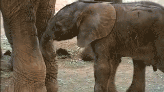 Elephants are only capable of getting pregnant every 4 to 9 years, and are pregnant for 22 months before giving birth. As a result, they usually only have one offspring in their lives.