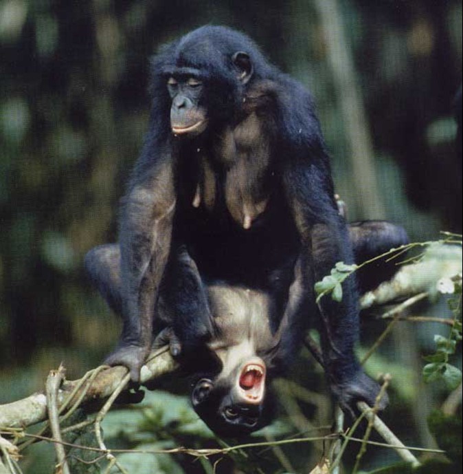 bonobos use sex for mating as well as for resolving conflict, trading goods and favors, deciding social status, reducing stress, and just because.