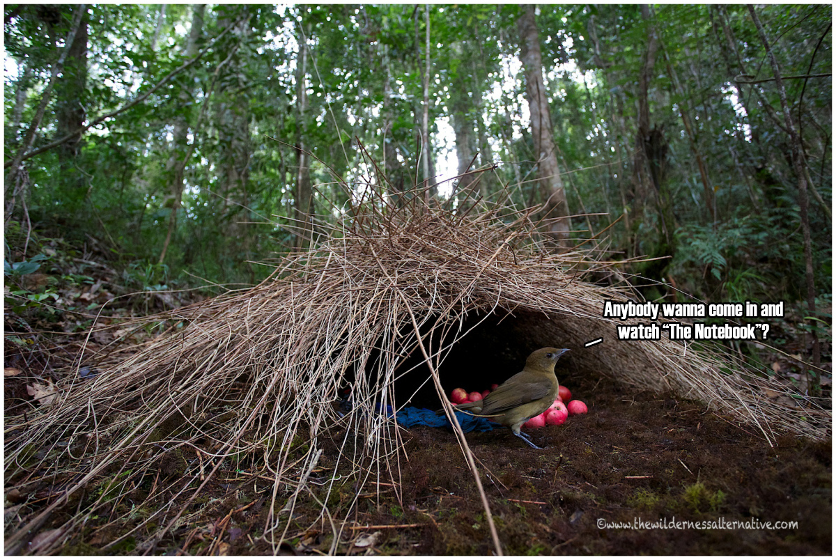The male bowerbird builds a hut made of twigs and then decorates it with hundreds of items--all in coordinated colors. If the female likes the aesthetics of his bachelor pad, they mate there.
