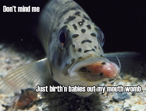 The female cichlid carries her eggs in her mouth until they hatch.