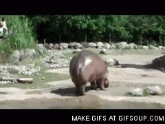 Male hippopotami defecate while spinning their tails to splatter feces on and around the females (see associated, purposefully grainy GIF). This really gets female hippos in the mood.