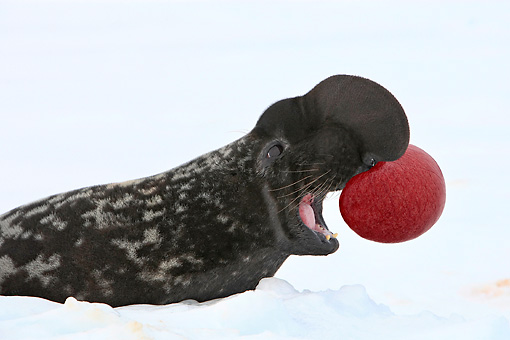 Male hooded seals attract mates by blowing large pink bubbles out of their noses.