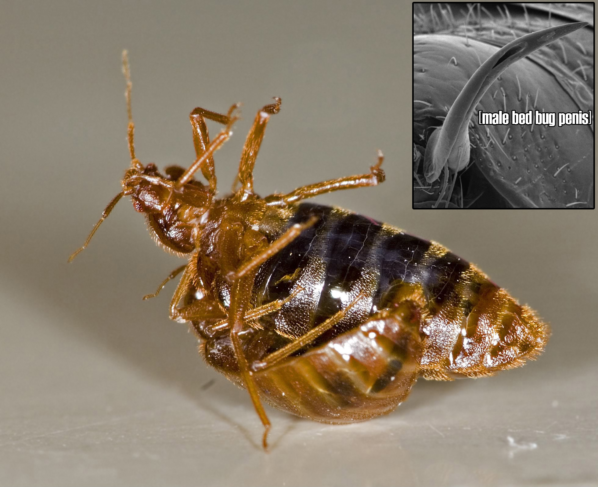 During mating, the male bedbug stabs his sabre-like penis through the female bedbug's abdomen. At one abusive relationship per season, you can tell how old a female bedbug is based on the number of scars on her abdomen.