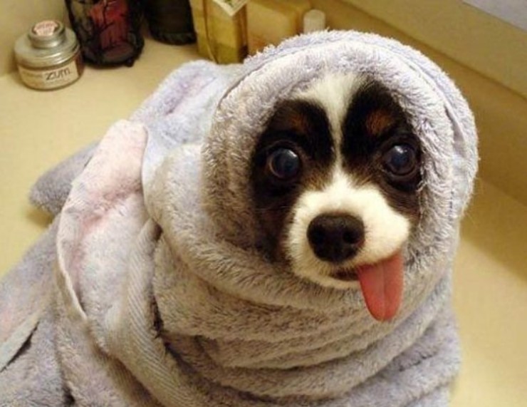 23 Animals That Can't Seem to Keep Their Tongues In