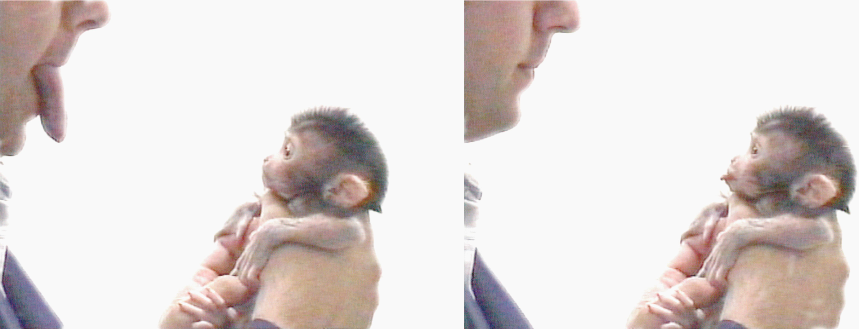 A baby macaque naturally mimics the behavior of what it thinks is its mother.