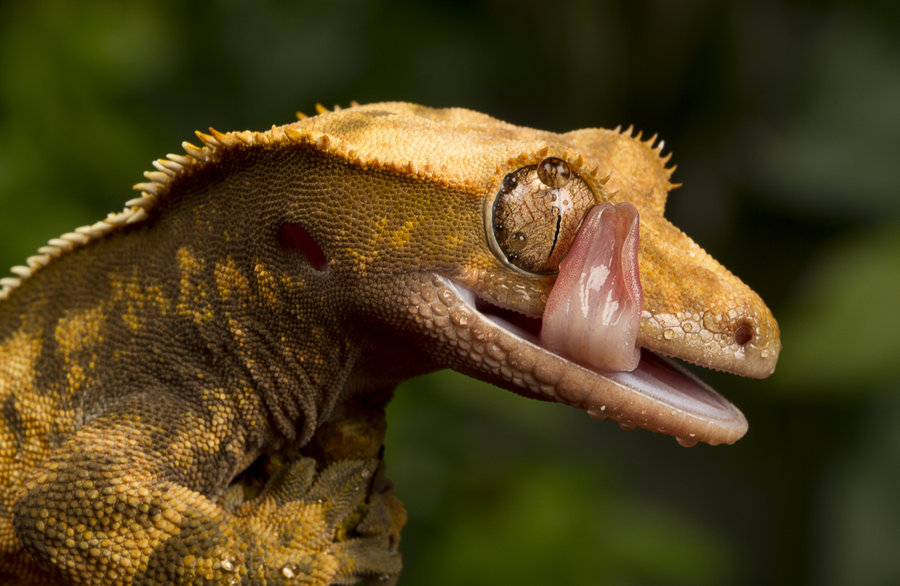 Having no eyelids, the crested gecko uses its tongue to clean its eyes.