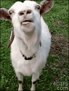 23 Animals That Can't Seem to Keep Their Tongues In