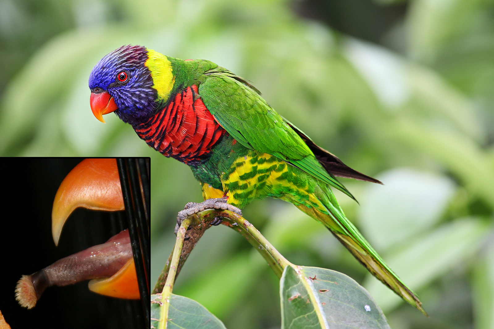 The lorikeet’s tongue is adapted to absorb nectar and pollen from flowers.