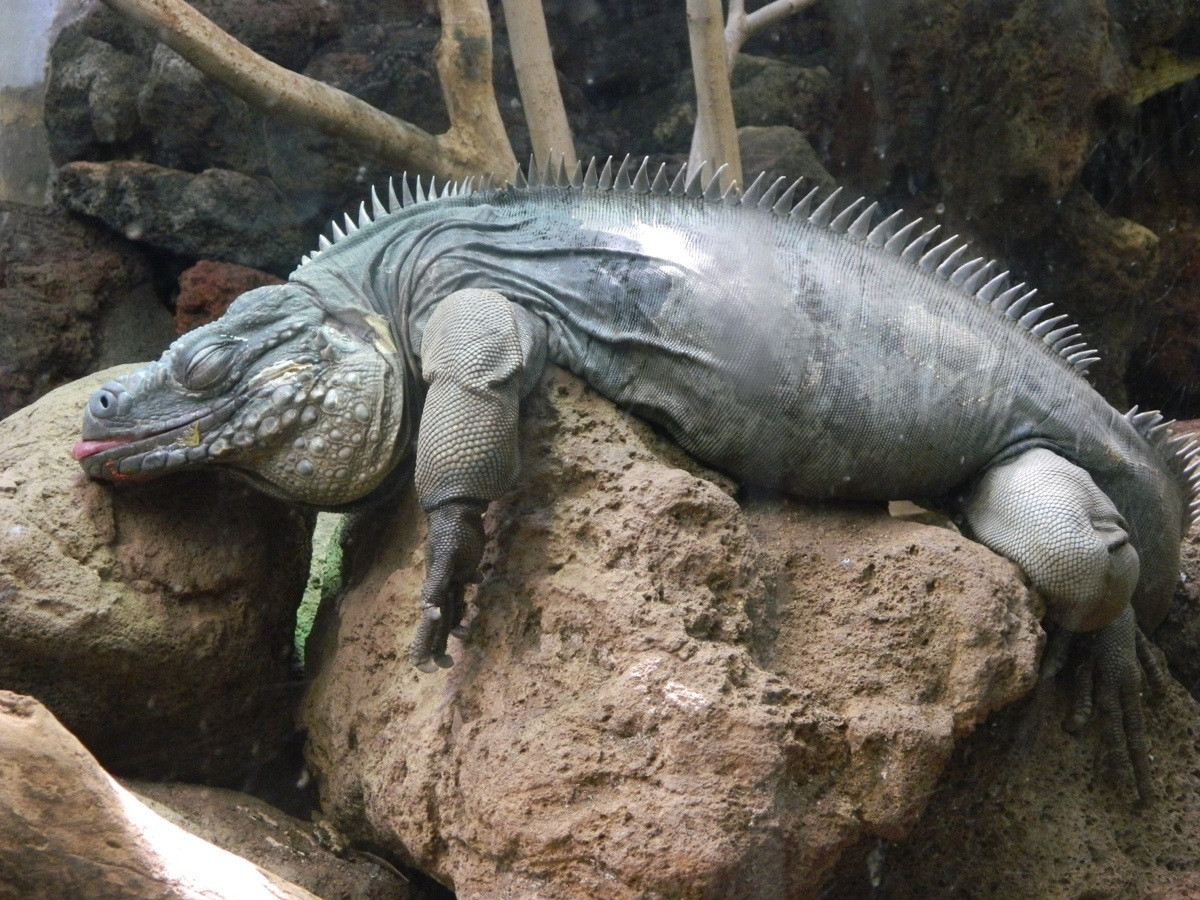 This iguana apparently always sleeps with his tongue out.