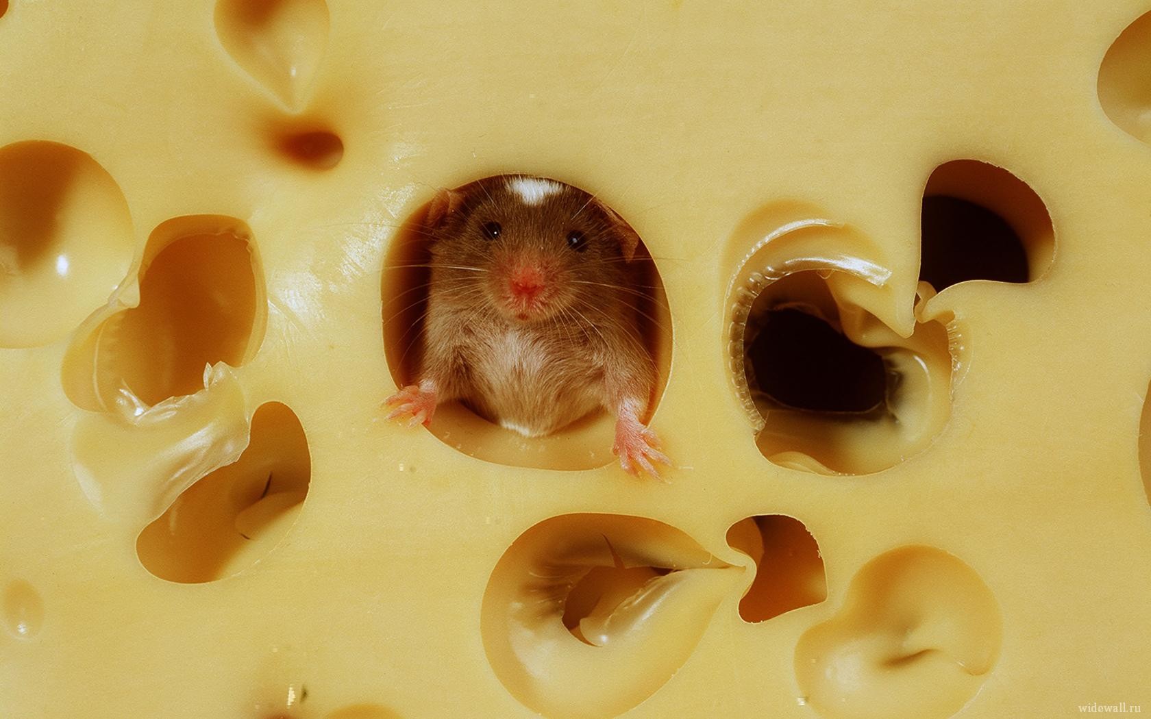 Mice do not like cheese. The myth started in the middle ages when mice were often found eating cheese, but that's because cheese was the only thing around for the hungry mice. Learn more on <a href="http://www.dailymail.co.uk/news/article-403925/Mice-hate-cheese-new-study-reveals.html" target="_blank">Daily Mail</a>.
