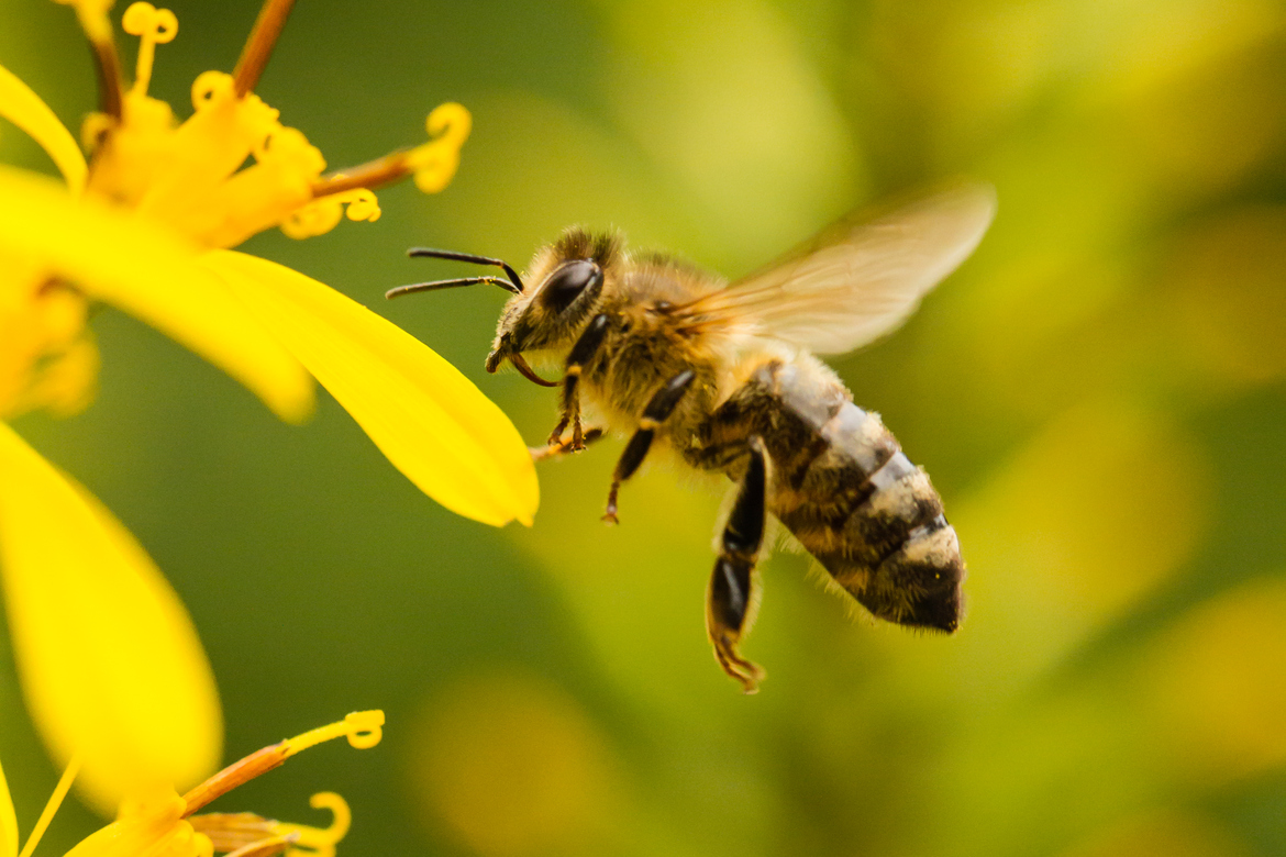 It is not true that scientific calculations indicate bees should not be able to fly. The flight mechanisms and aerodynamics of bees are well understood. Learn more on <a href="http://naturenet.net/blogs/2008/01/04/some-scientist-once-proved-that-bees-cant-fly/" target="_blank">NatureNet</a>.