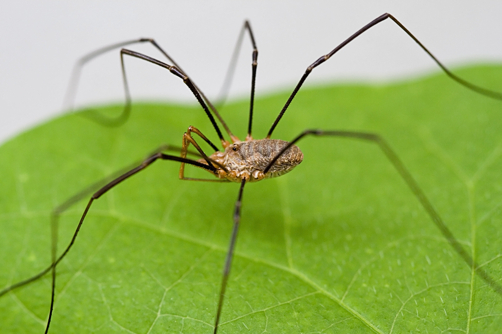 Despite the myth, daddy Longlegs are not the most venomous spiders in the world. Also despite the myth, their mandibles are perfectly capable of piercing human flesh. The spider has very little venom, which causes seconds of mild discomfort on human skin. Learn more on <a href="http://spiders.ucr.edu/daddylonglegs.html" target="_blank">UCR.edu</a>.