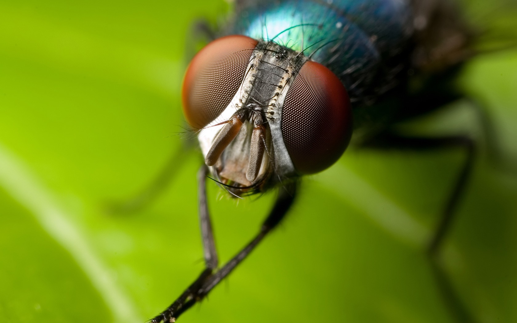 Houseflies do not have an average lifespan of 24 hours. They live between 20 to 30 days. Learn more on <a href="http://www.newton.dep.anl.gov/natbltn/400-499/nb453.htm" target="_blank">Newton.gov</a>.