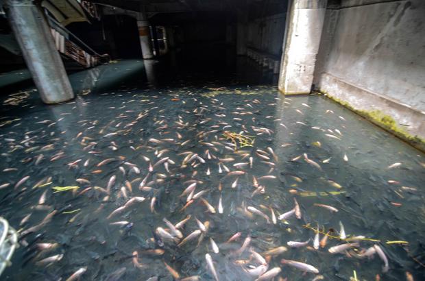 Thousands of fish swim in what used to be the bottom floor of a bustling shopping center. They may swim above old mannequins, statues, and benches.