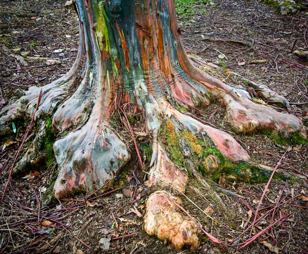 1 Tree Grows An Insane Amount Of Colors AT ONCE