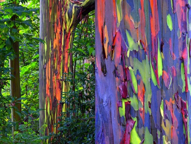 If you've never seen these colorful trees in person, you might think this is an art installation or photoshop project. But it's not. They are 100% real.