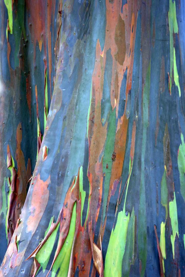 The many colors you see on rainbow eucalyptus trees result from pieces of bark that flake and dry into different colors and expose the trees’ bright green inner bark, which likewise changes colors as it matures.